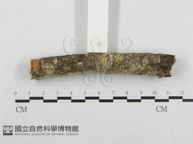 登錄號:F0001351藏品圖，第3張