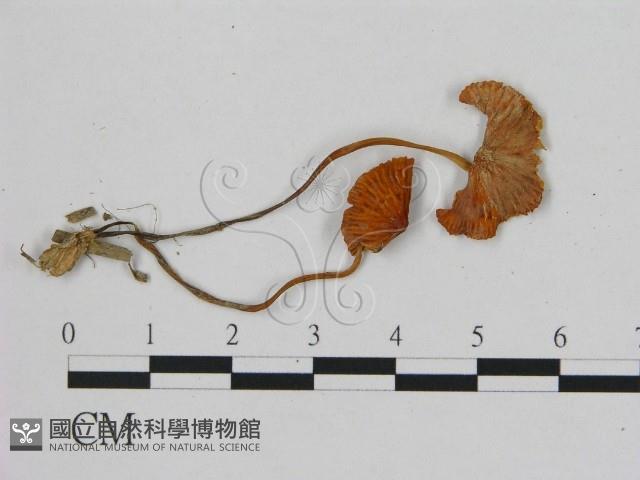 小皮傘屬藏品圖，第3張