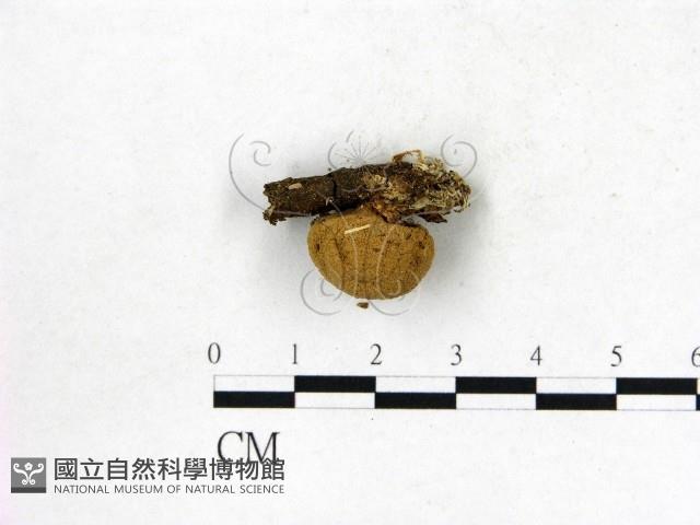 地星屬藏品圖，第3張