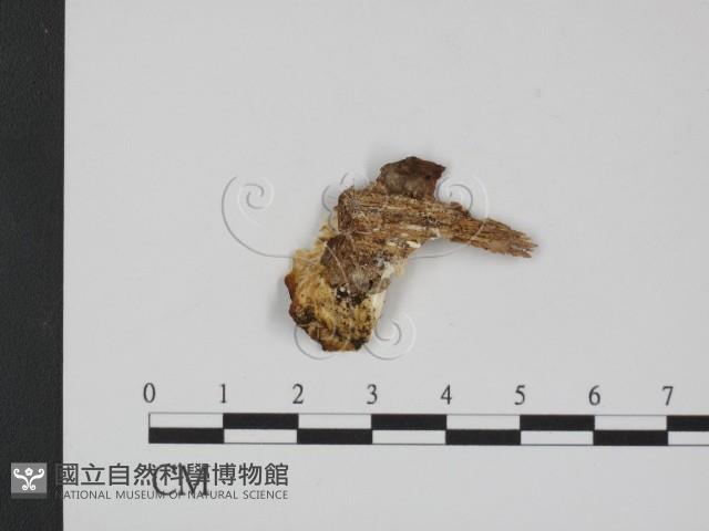 登錄號:F0007351藏品圖，第3張