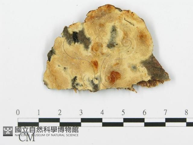 登錄號:F0017351藏品圖，第1張