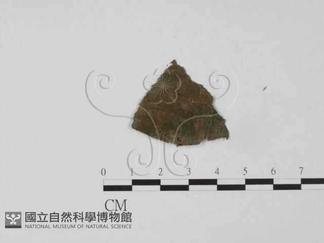 登錄號:F0019351藏品圖，第3張