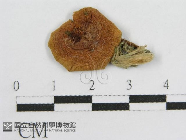 登錄號:F0003351藏品圖，第3張