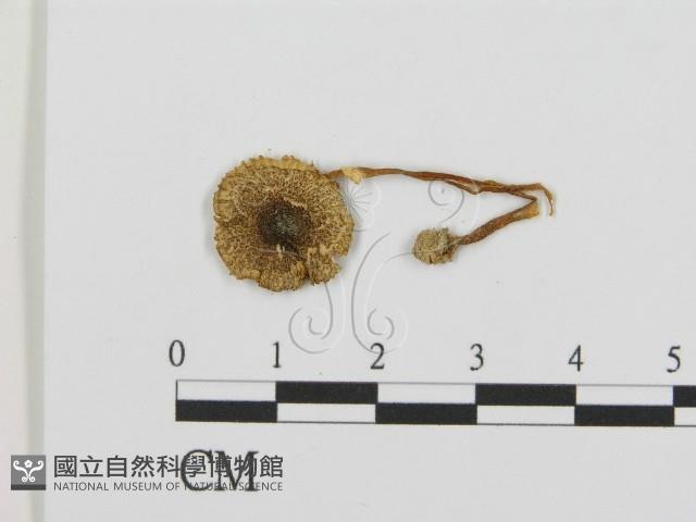登錄號:F0013351藏品圖，第3張