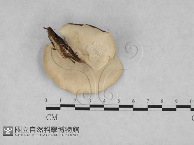 相鄰小孔菌藏品圖，第3張