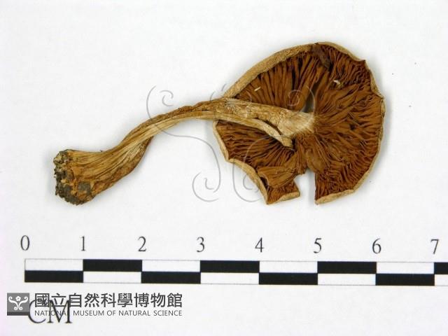 登錄號:F0020241藏品圖，第3張