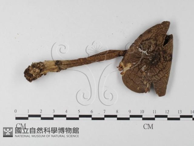 登錄號:F0016241藏品圖，第3張