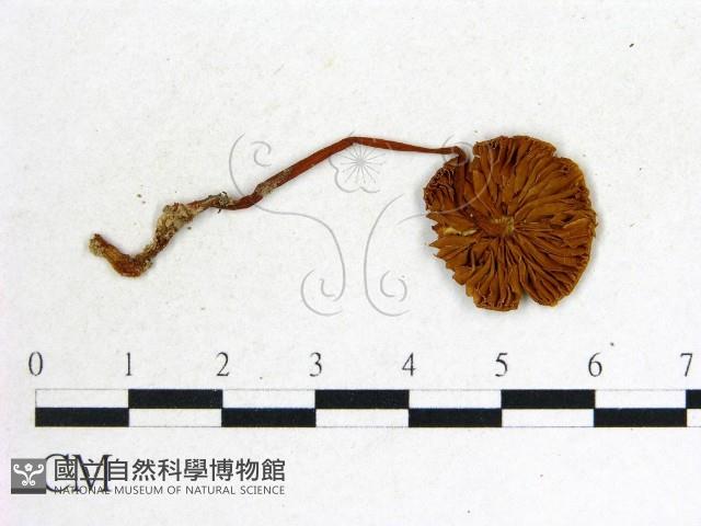 登錄號:F0014241藏品圖，第3張