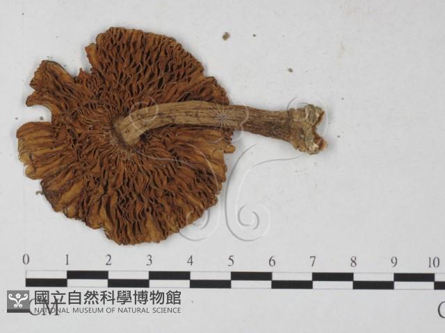 登錄號:F0027241藏品圖，第3張