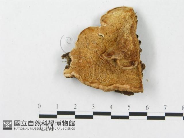 登錄號:F0007241藏品圖，第3張