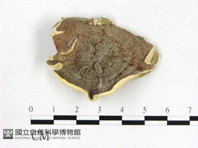 登錄號:F0017241藏品圖，第3張