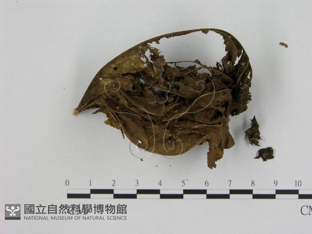 小菇屬藏品圖，第3張