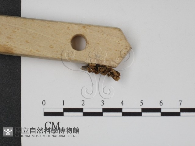 登錄號:F0015241藏品圖，第3張