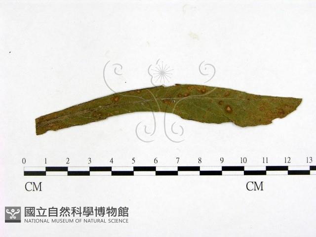 登錄號:F0019241藏品圖，第3張