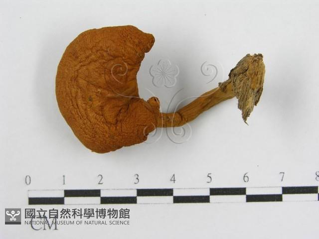 登錄號:F0003241藏品圖，第3張