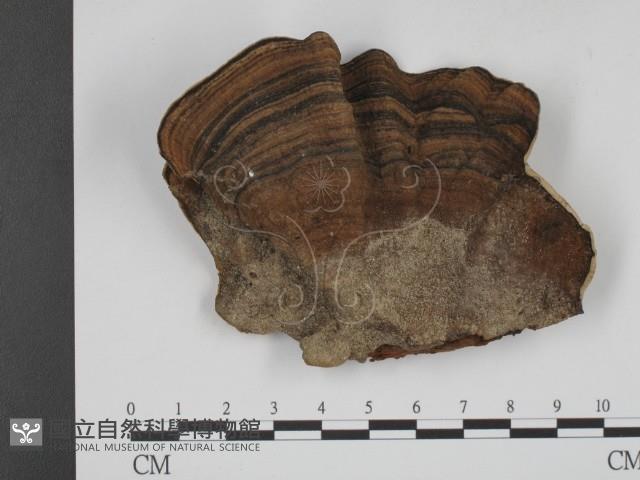 登錄號:F0018841藏品圖，第3張