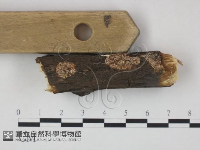 登錄號:F0020841藏品圖，第3張