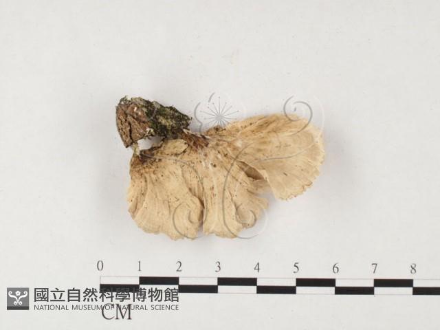 附毛菌屬藏品圖，第3張