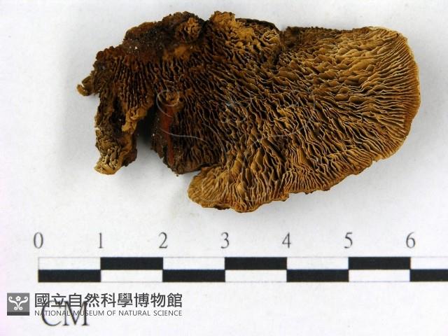 登錄號:F0006841藏品圖，第3張