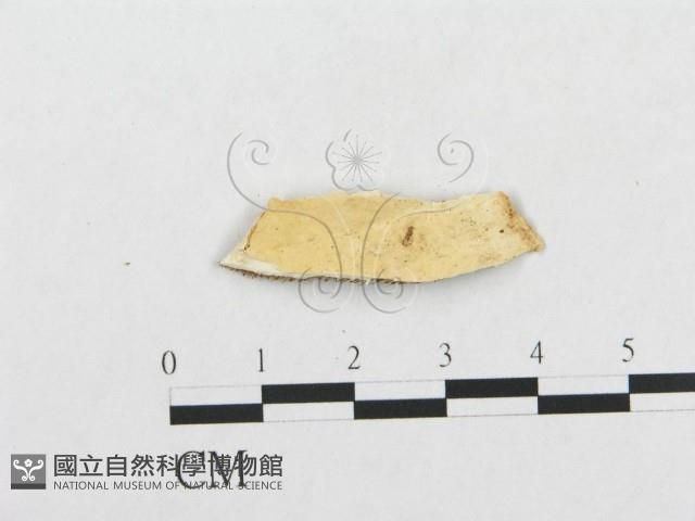 登錄號:F0016841藏品圖，第3張