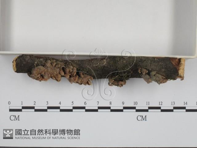 登錄號:F0001841藏品圖，第3張