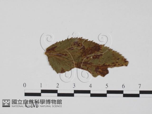 登錄號:F0011841藏品圖，第3張