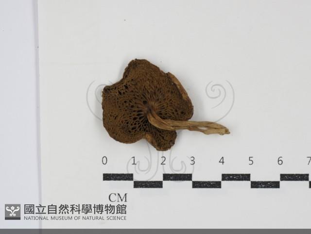 登錄號:F0034841藏品圖，第3張