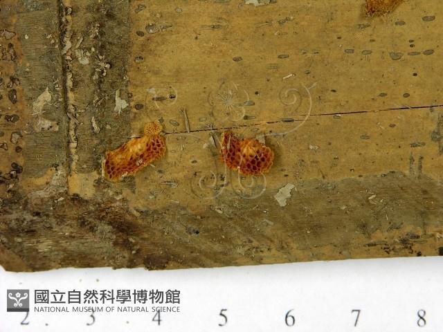 登錄號:F0022841藏品圖，第3張