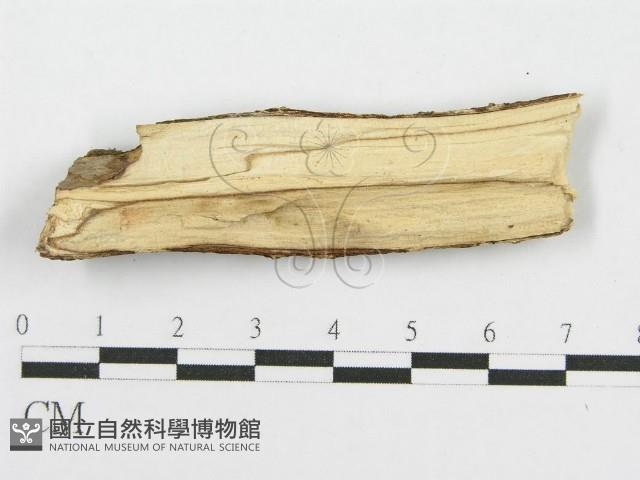 筍殼菌屬藏品圖，第3張