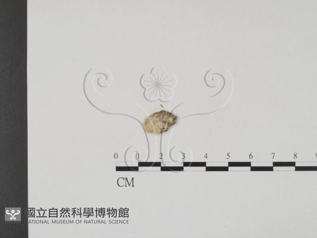 登錄號:F0009841藏品圖，第3張