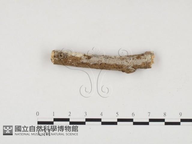 冇骨消絲齒菌藏品圖，第3張