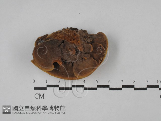 木層孔菌屬藏品圖，第3張