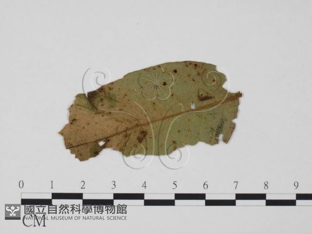 登錄號:F0018941藏品圖，第3張