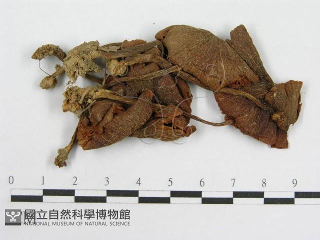 粉褶菌屬藏品圖，第3張