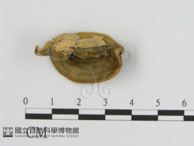 登錄號:F0006941藏品圖，第3張