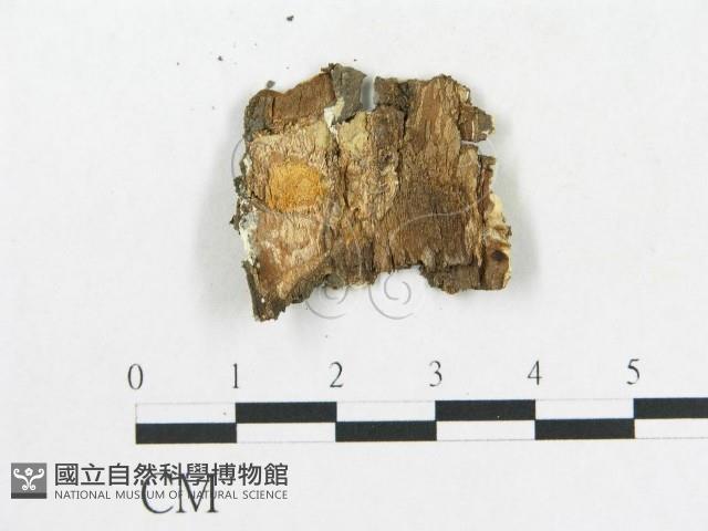 登錄號:F0016941藏品圖，第3張