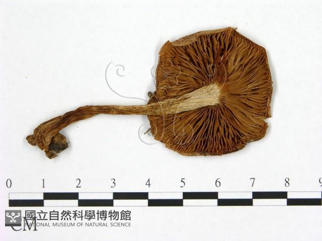 登錄號:F0021941藏品圖，第3張