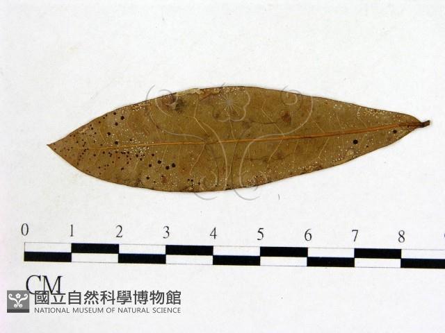 登錄號:F0011941藏品圖，第3張