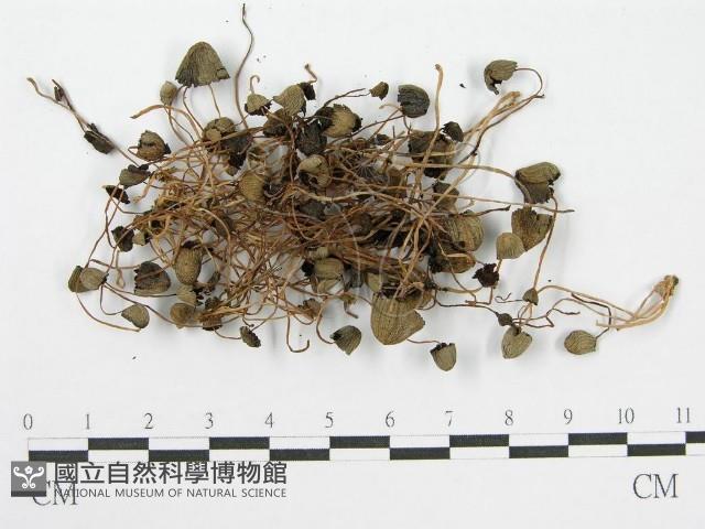 登錄號:F0004941藏品圖，第3張