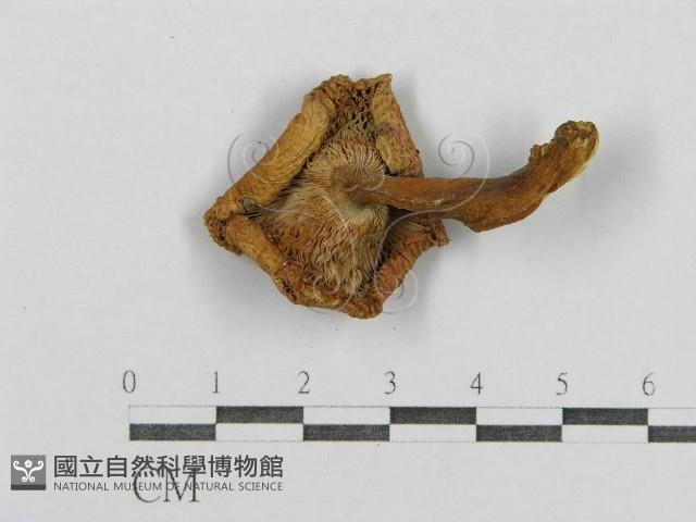 登錄號:F0012941藏品圖，第3張