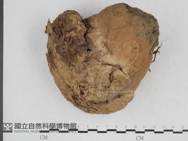 紫色禿馬勃藏品圖，第3張