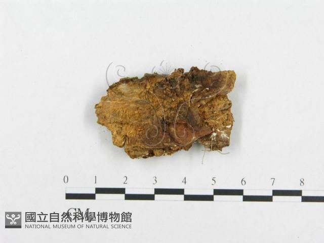 登錄號:F0005941藏品圖，第3張