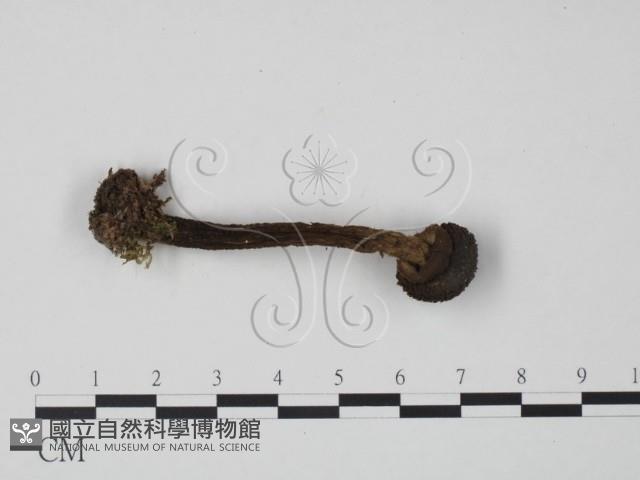 登錄號:F0015941藏品圖，第3張