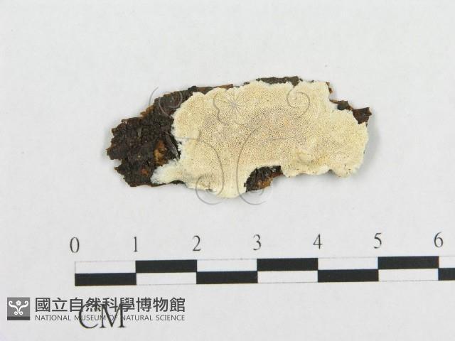 登錄號:F0019941藏品圖，第1張