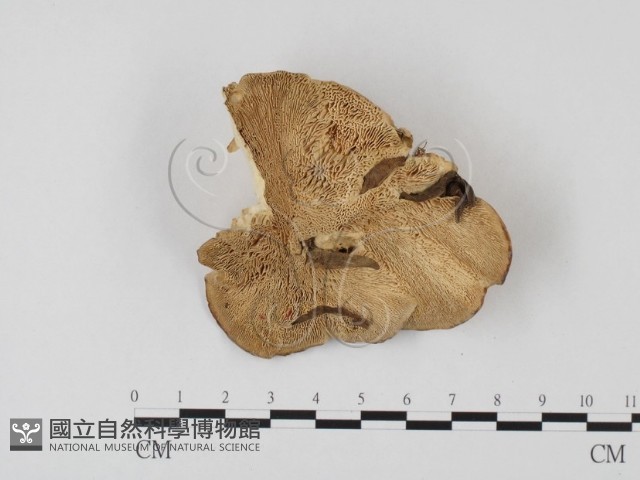 登錄號:F0023941藏品圖，第3張