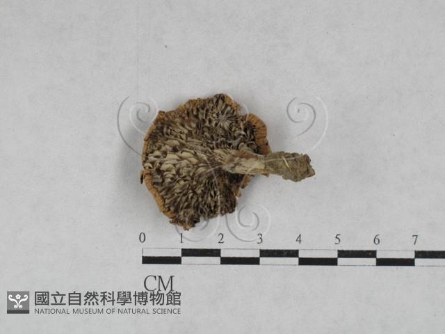 乳菇屬藏品圖，第3張