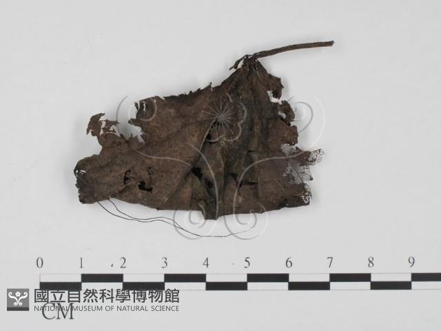 登錄號:F0018641藏品圖，第3張