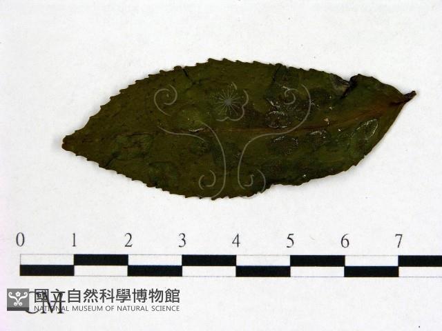 登錄號:F0020641藏品圖，第3張
