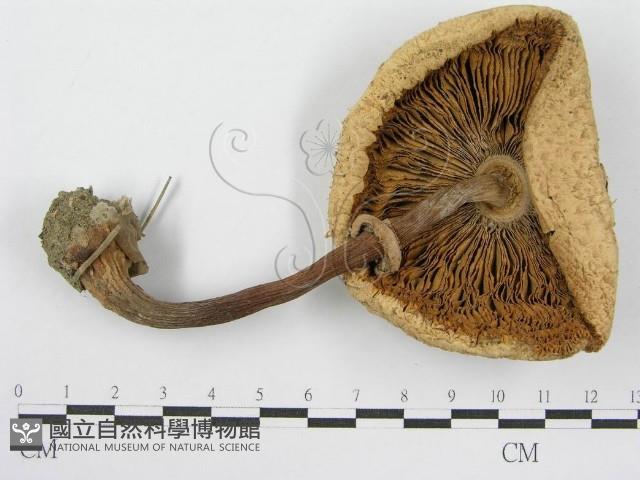 登錄號:F0000641藏品圖，第1張