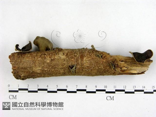 毛木耳藏品圖，第3張